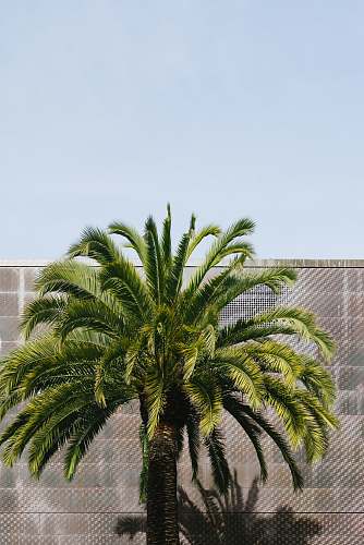 tree green palm tree beside brown wall at daytime arecaceae